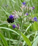 genus Anchusa. Верхушка цветущего растения с питающимся шмелём. Калининградская обл., пос. Янтарный, газон. 27.07.2025.