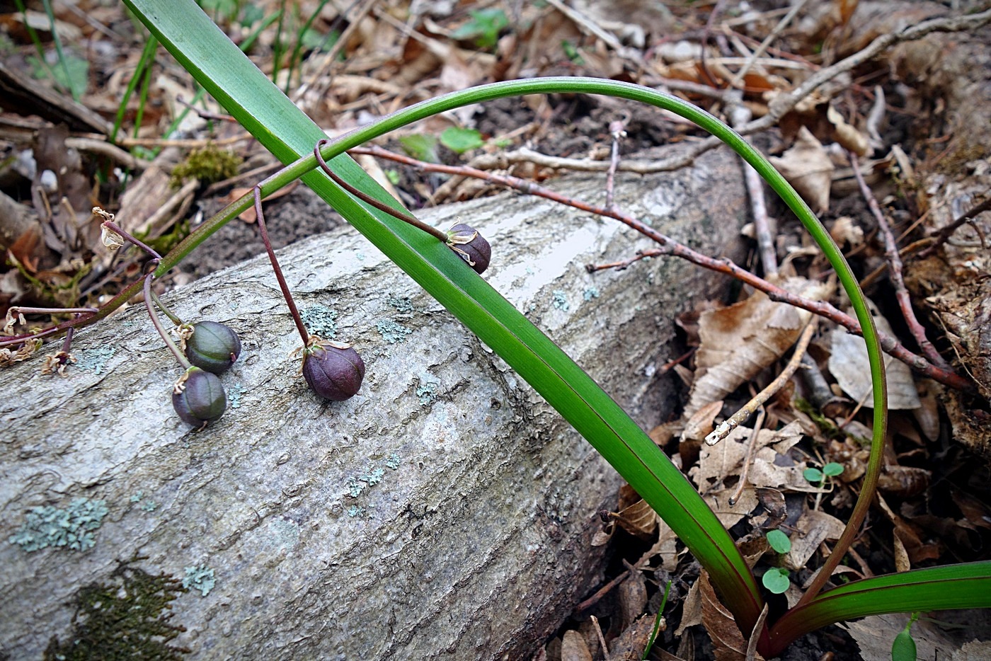 Изображение особи Scilla bifolia.