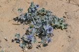 Eryngium maritimum. Цветущее растение. Португалия, округ Лейрия, пос. Назаре, песчаный пляж. 07.08.2025.