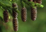 Picea glehnii