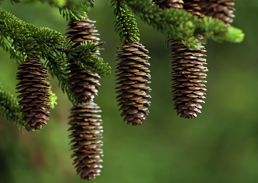 Image of Picea glehnii specimen.