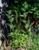 Artemisia vulgaris. Вегетирующие растения. Калининградская обл., Правдинский р-н, пос. Дружба, окр. шлюза №1 Мазурского канала, край каменной стены. 02.07.2025.