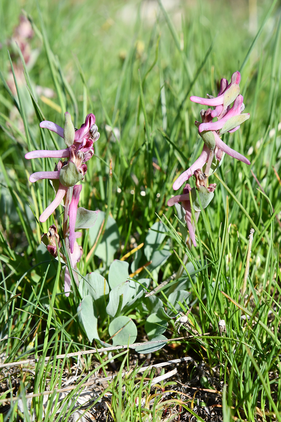 Image of Corydalis ledebouriana specimen.