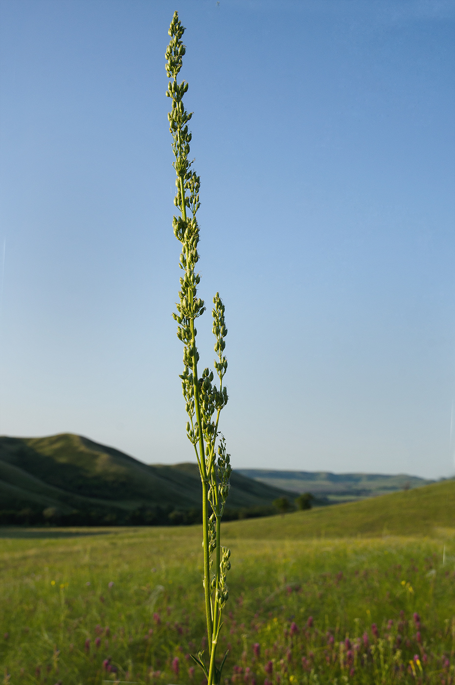 Image of Silene chersonensis specimen.