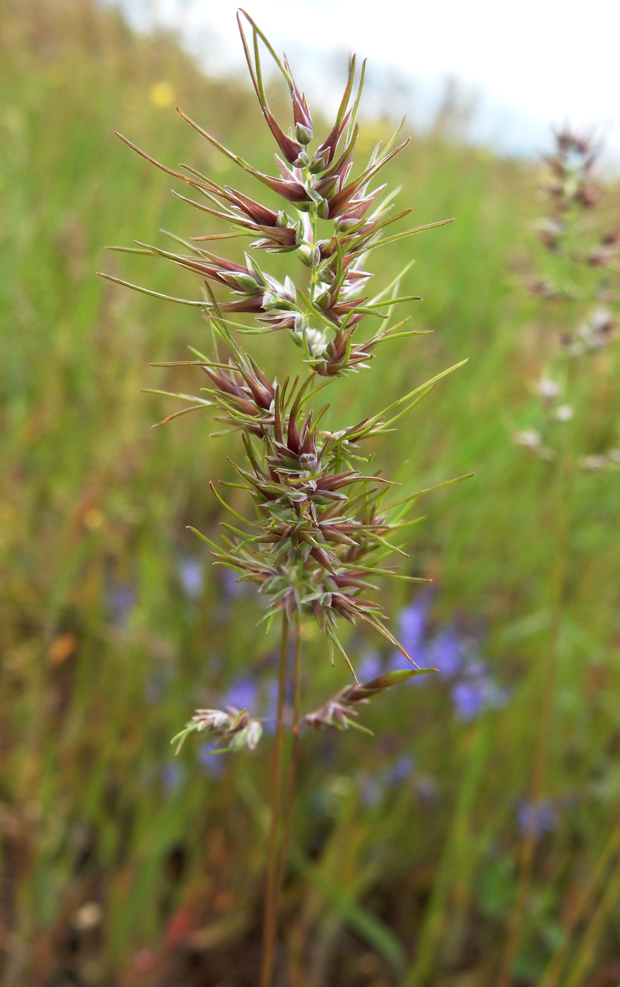 Image of familia Poaceae specimen.