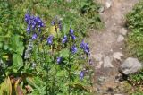 Aconitum cymbulatum. Верхушки соцветий. Кабардино-Балкария, Эльбрусский р-н, средняя часть долины р. Терскол, сухой участок (рядом лежат большие камни (гранит и куски лавы), принесенные лавинами или после камнепада). 29 июля 2018 г.