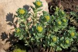 Rhodiola rosea. Растение с раскрывающимися бутонами. Белгородская обл., пос. Ракитное, ул. Сосновая, 2, в культуре. 6 мая 2026 г.