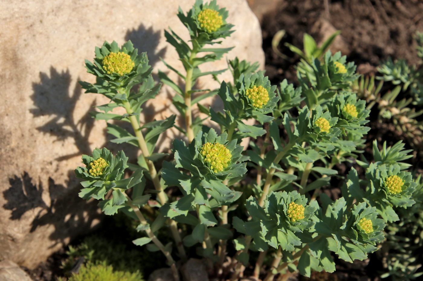 Image of Rhodiola rosea specimen.
