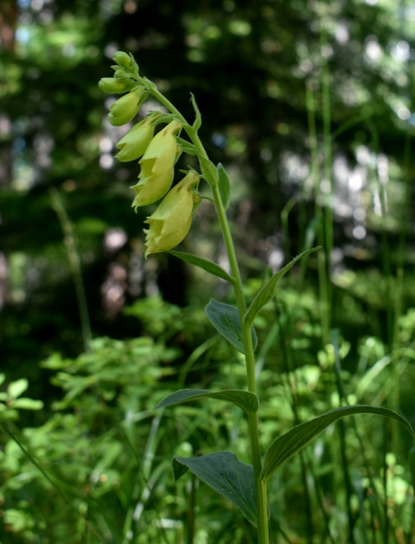 Image of Digitalis grandiflora specimen.