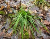 Carex digitata