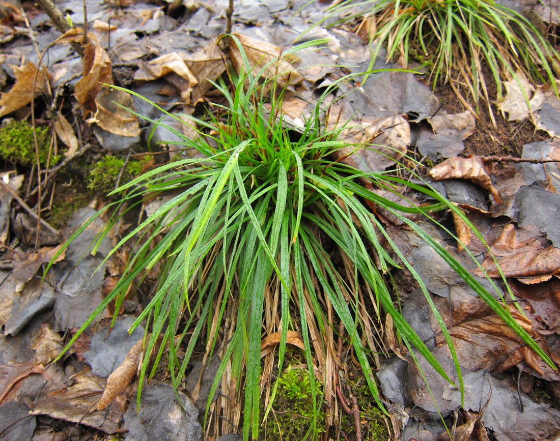 Image of Carex digitata specimen.