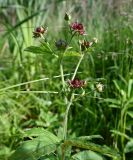 Comarum palustre. Верхушка цветущего растения. Московская обл., г. Подольск, вырубка под ЛЭП, заболоченный луг. 02.07.2026.