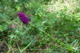 Anacamptis pyramidalis