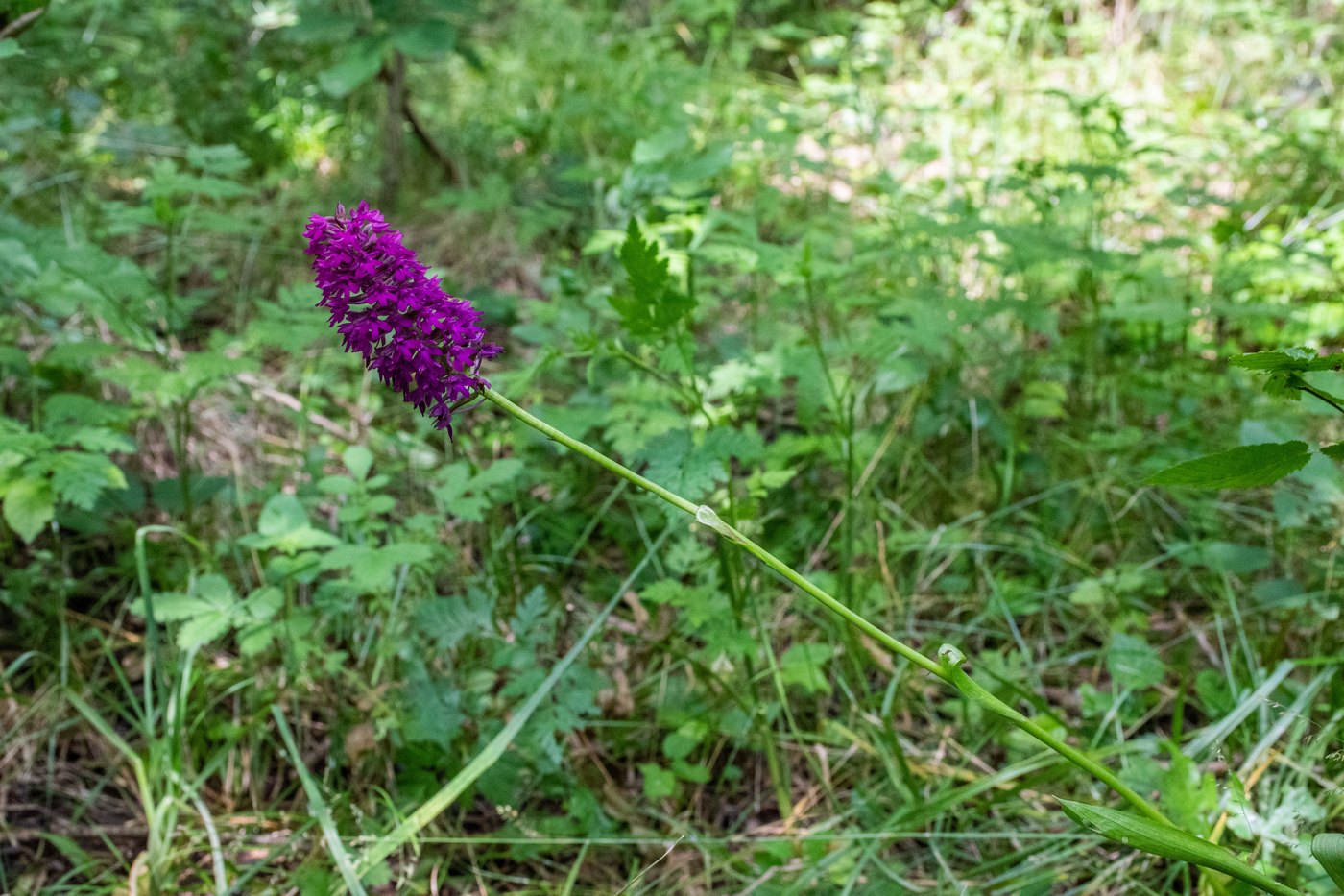 Image of Anacamptis pyramidalis specimen.