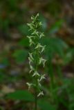 Platanthera chlorantha