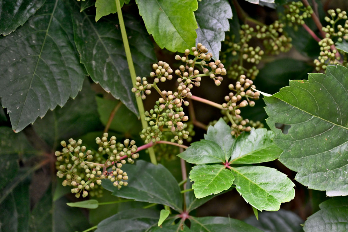 Изображение особи Parthenocissus quinquefolia.