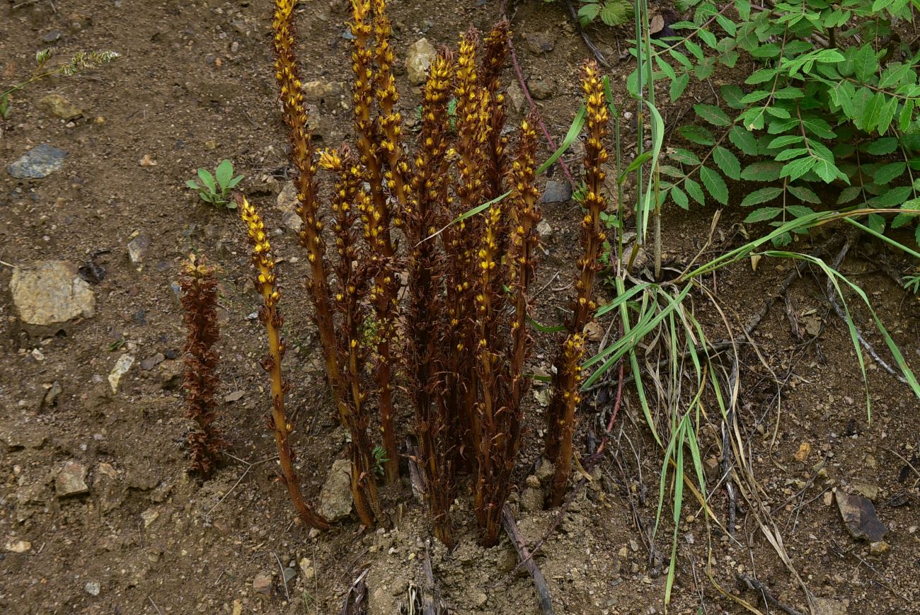Изображение особи род Orobanche.