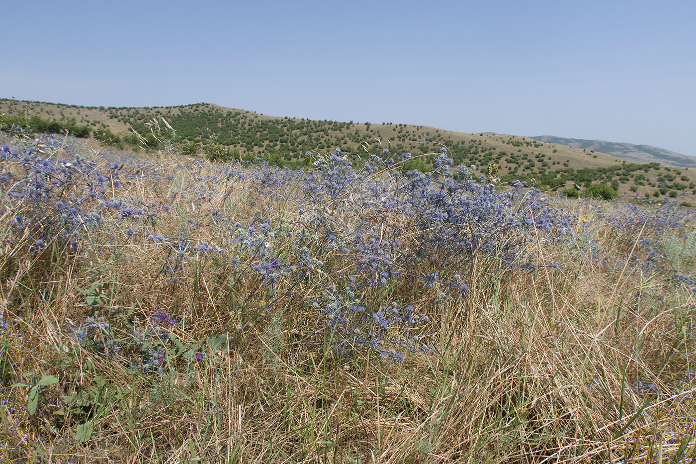 Image of Eryngium caeruleum specimen.