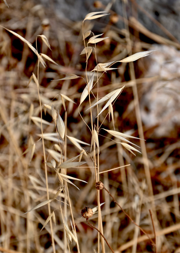 Image of Avena sterilis specimen.