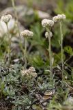Antennaria caucasica