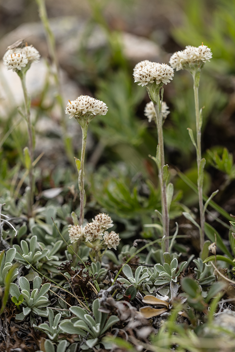 Изображение особи Antennaria caucasica.
