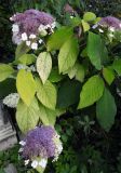 Hydrangea aspera subspecies sargentiana. Часть кроны цветущего растения (сорт 'Gold Rush'). Тульская обл., Венёвский р-н, в культуре. 14.08.2026.