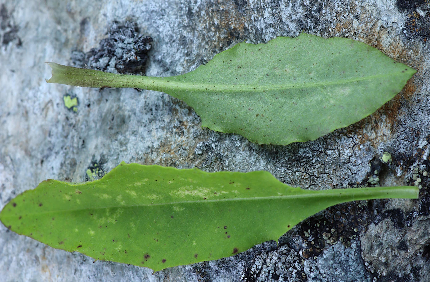 Image of Hieracium taigense specimen.