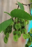 Ulmus laevis. Ветвь с плодами. Москва, Кузьминский парк, в посадке. 13.05.2011.