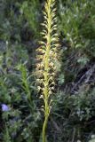 Eremurus fuscus. Соцветие. Кыргызстан, Нарынская обл., Ак-Талинский р-н, 17 км к юго-западу от с. Кош-Дёбё, зап. отроги хр. Джамант-Тоо; 2500 м н.у.м., глинистый откос. 07.07.2026.