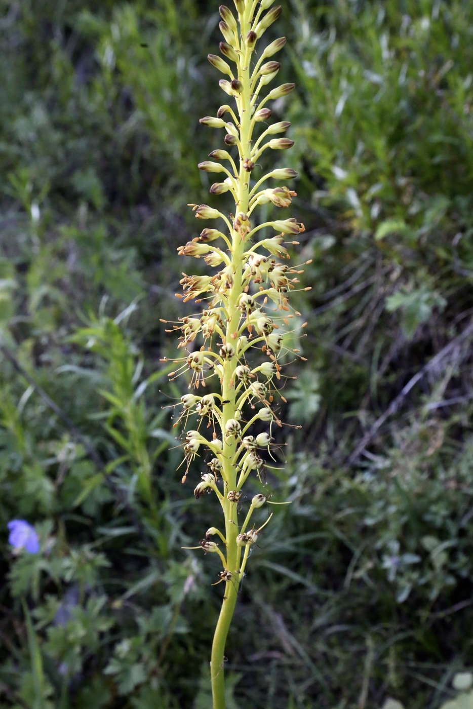 Изображение особи Eremurus fuscus.