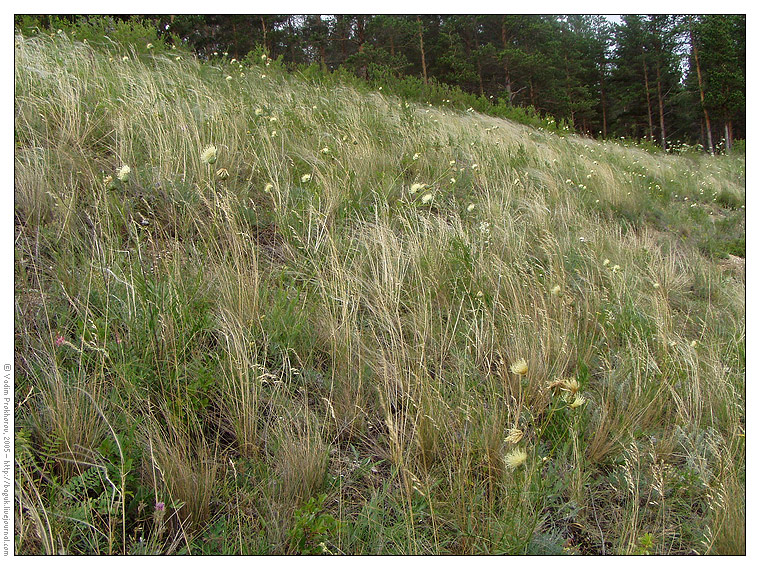 Изображение особи Rhaponticoides ruthenica.