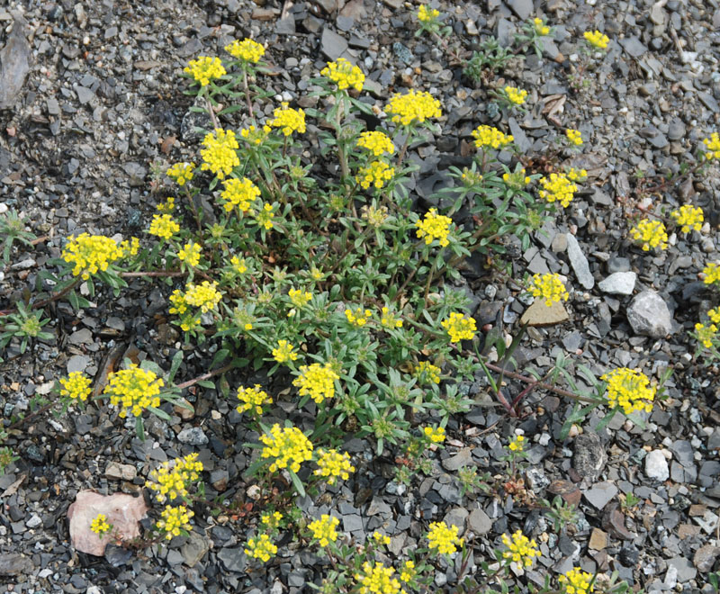 Image of Odontarrhena tortuosa specimen.