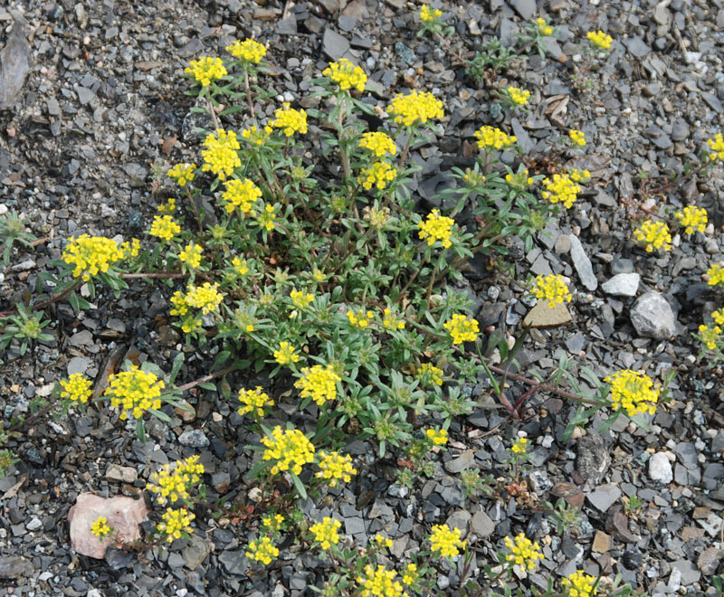 Image of Odontarrhena tortuosa specimen.