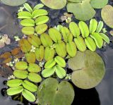 Salvinia natans. Растение в сообществе с водокрасом (крупные круглые листья), ряской и многокоренником (мелкие листочки). Владимирская обл., Гусь-Хрустальный р-н, национальный парк \"Мещёра\", р. Бужа, устьевой участок. 13.08.2009.