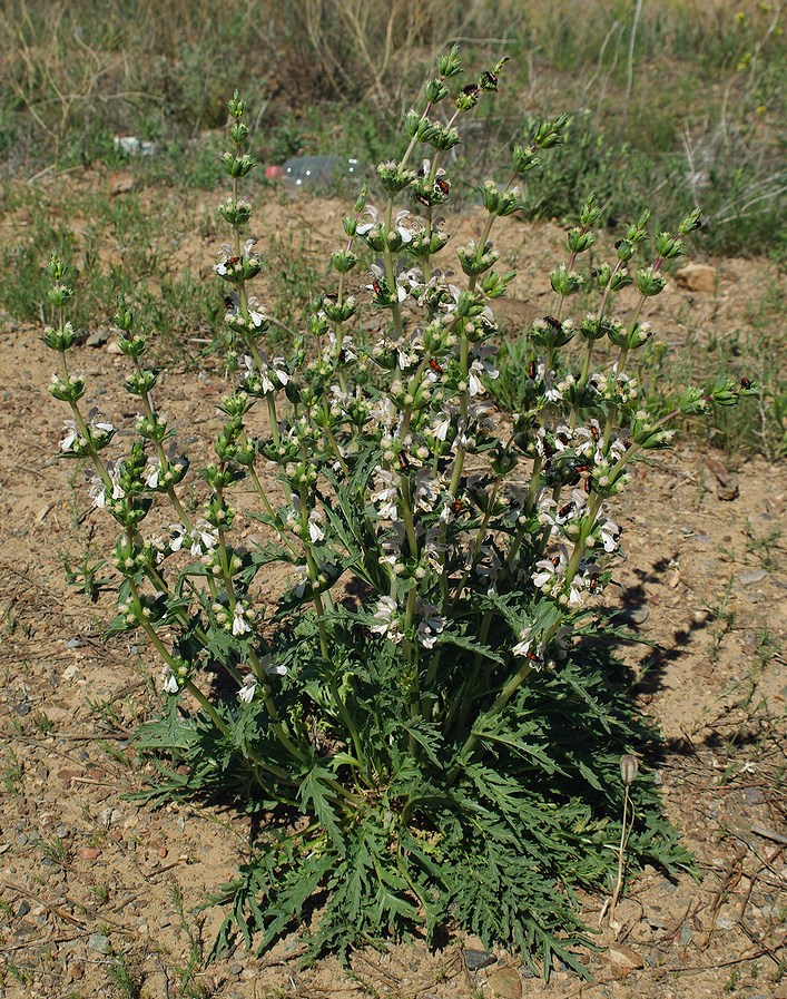 Image of Phlomoides septentrionalis specimen.