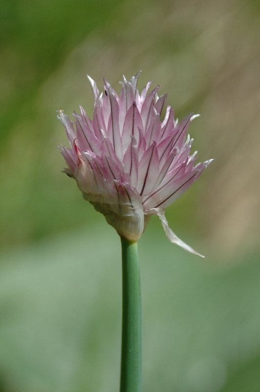 Image of Allium kaufmannii specimen.
