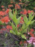 Rhododendron viscosum. Ветвь. Владивосток, ботанический сад-институт ДВО РАН. 13 июня 2011 г.