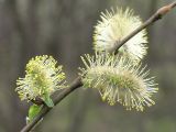 Salix phylicifolia. Мужские соцветия (сильно увеличено).