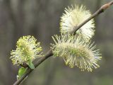 Salix phylicifolia