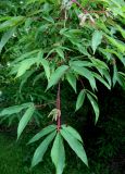 Acer mandshuricum. Ветви с незрелыми плодами. Москва, ГБС РАН. 17.06.2011.