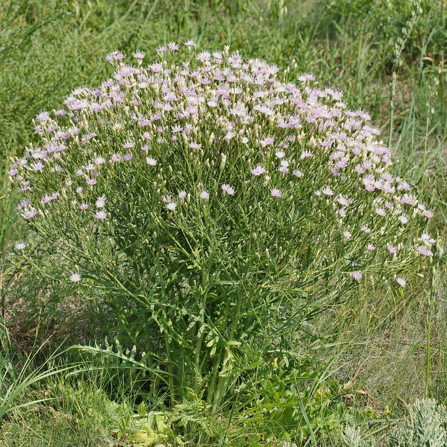 Изображение особи Klasea erucifolia.