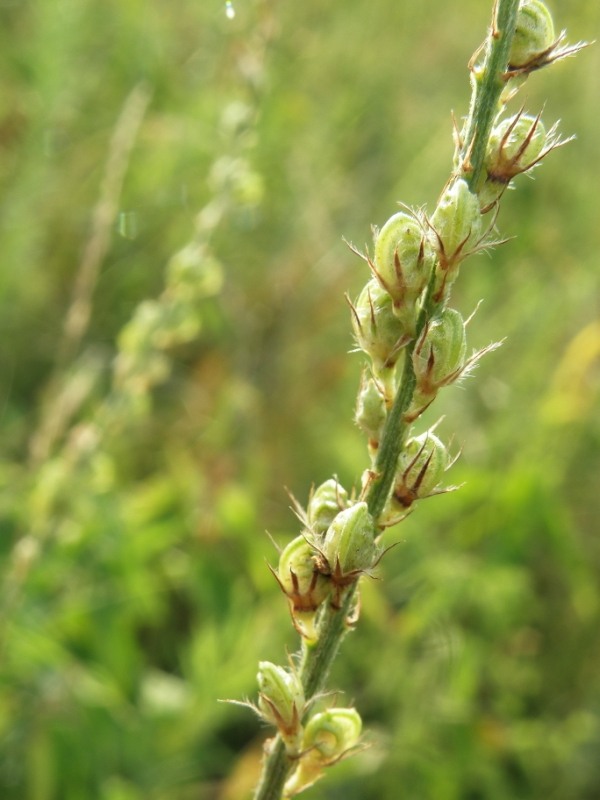 Изображение особи Onobrychis arenaria.