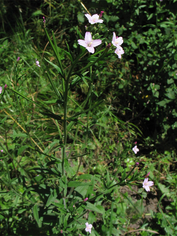 Image of Epilobium parviflorum specimen.