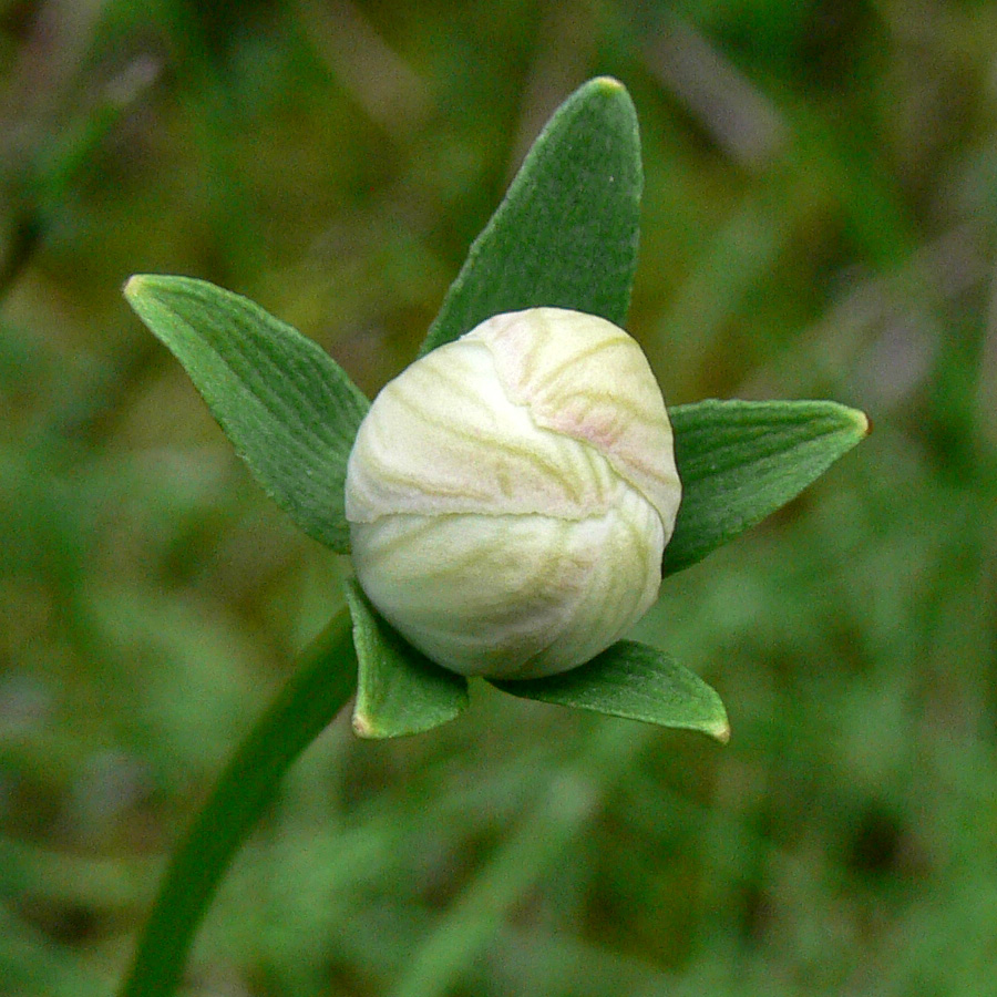 Image of Parnassia palustris specimen.