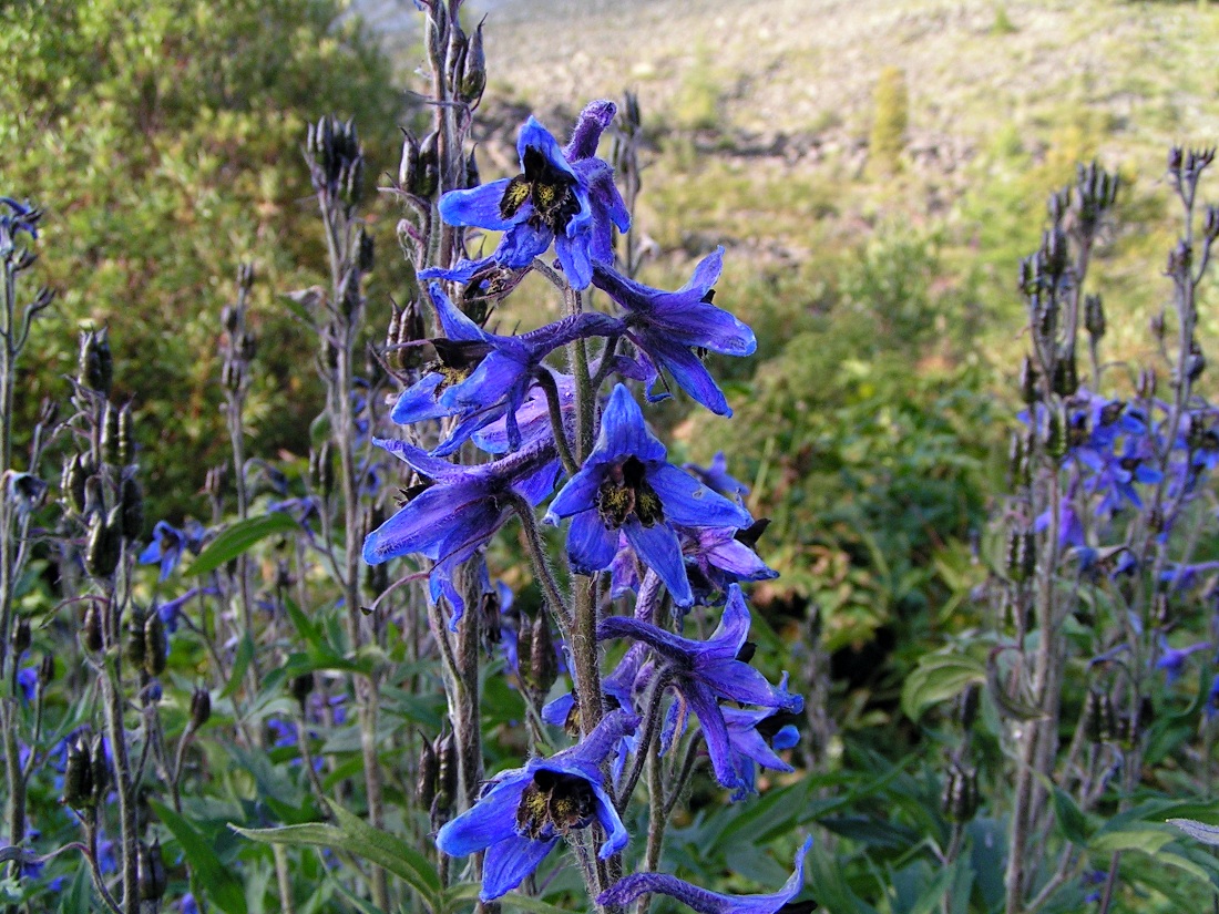 Изображение особи Delphinium inconspicuum.