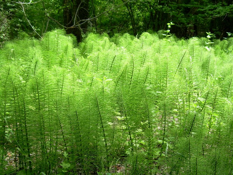 Изображение особи Equisetum telmateia.