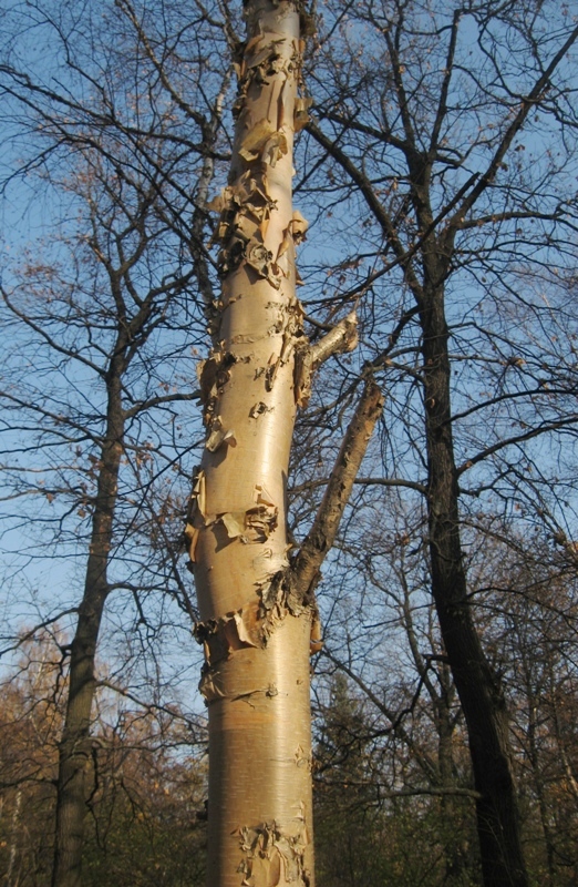 Image of Betula costata specimen.