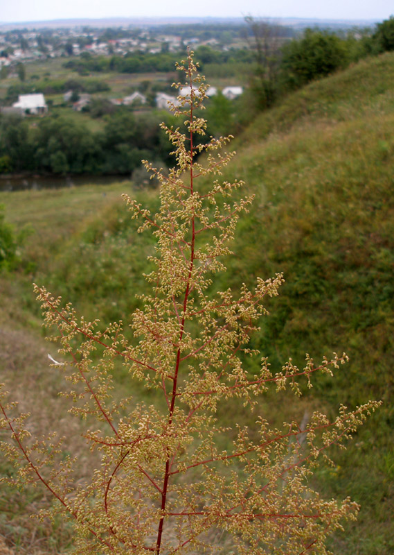 Image of Artemisia scoparia specimen.