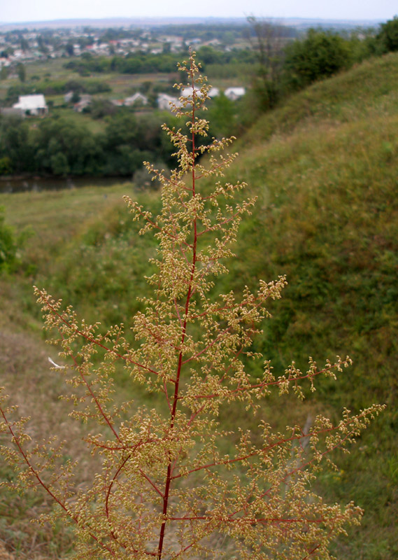 Изображение особи Artemisia scoparia.