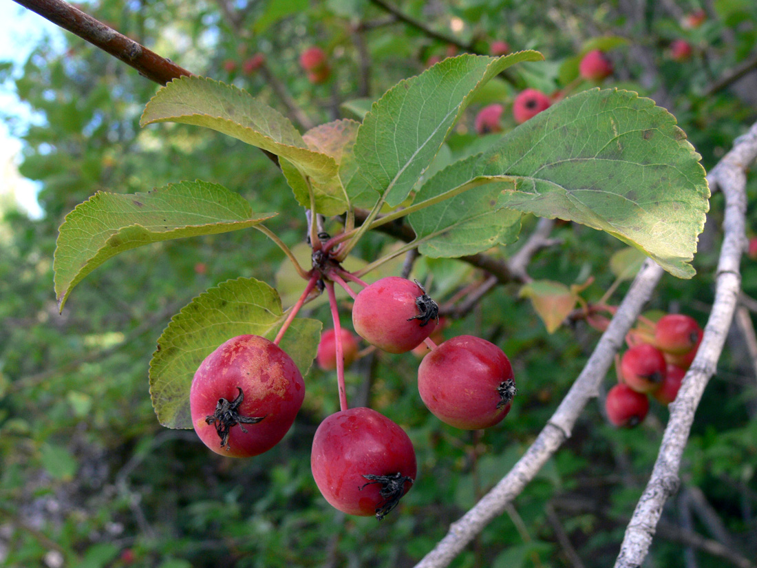 Image of Malus domestica ssp. cerasifera specimen.